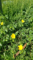 Tribulus