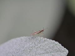 Dicyphus errans