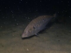 Pseudocaranx georgianus