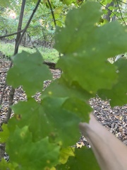 Acer floridanum
