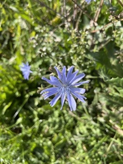 Cicerbita macrophylla