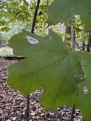 Acer floridanum