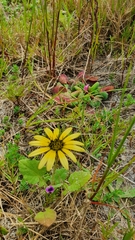 Arctotheca calendula