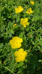 Tribulus
