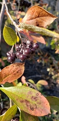 Aronia melanocarpa