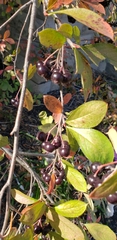 Aronia melanocarpa