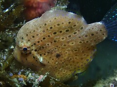 Brachaluteres jacksonianus