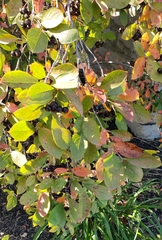 Aronia melanocarpa