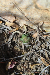Anacampseros retusa