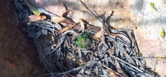 Anacampseros retusa