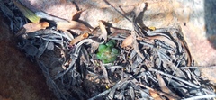 Anacampseros retusa