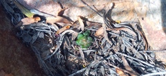 Anacampseros retusa