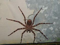 Selenops radiatus