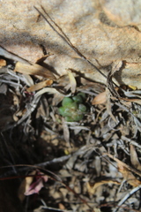 Anacampseros retusa