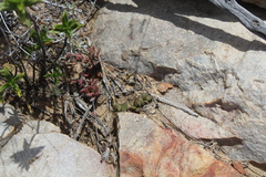 Anacampseros telephiastrum