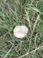 Clitocybe rivulosa