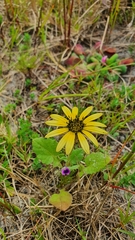 Arctotheca calendula