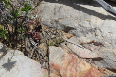 Anacampseros telephiastrum