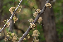 Gymnosporia buxifolia