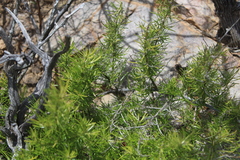 Asparagus aethiopicus