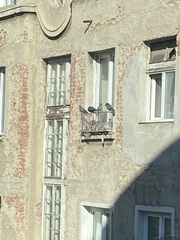 Columba livia domestica