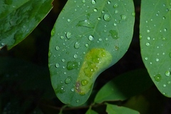 Macrosaccus robiniella