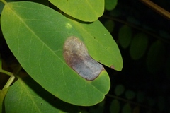 Macrosaccus robiniella