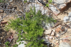 Asparagus aethiopicus