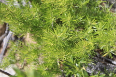 Asparagus aethiopicus