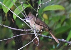 Alophoixus ochraceus