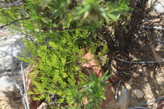 Asparagus aethiopicus