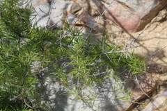Asparagus aethiopicus