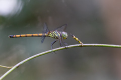 Lathrecista asiatica