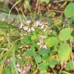 Campylotropis macrocarpa