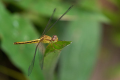 Neurothemis intermedia