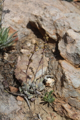 Crassula nudicaulis