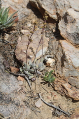 Crassula nudicaulis