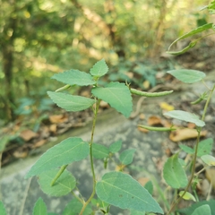 Corchoropsis crenata