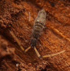 Entomobryoidea