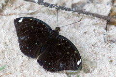 Lexias albopunctata