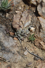 Crassula nudicaulis