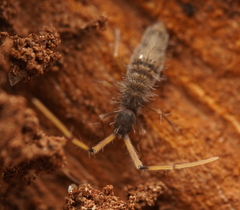 Entomobryoidea