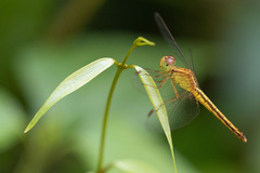 Neurothemis intermedia