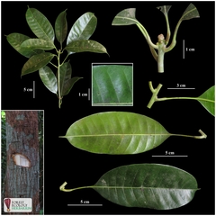 Mangifera parvifolia