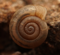 Elsothera sericatula