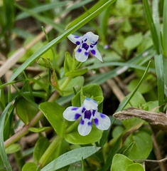 Lindernia rotundifolia