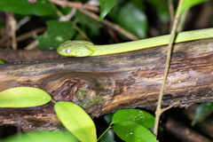 Boiga cyanea