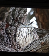 Bubo bubo