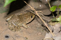 Hoplobatrachus chinensis