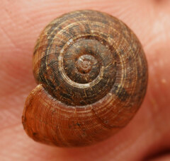 Austrorhytida capillacea